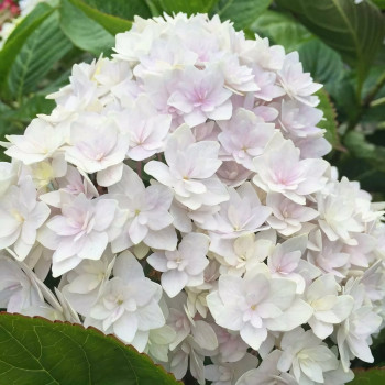 Гортензия крупнолистовая Peace (Пис)