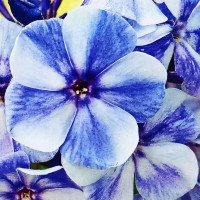 Саженцы Флокс метельчатый Гжель