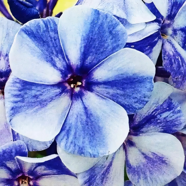 Саженцы Флокс метельчатый Гжель