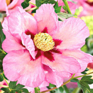 Пион (Ито-гибрид) Пастель Сплендор