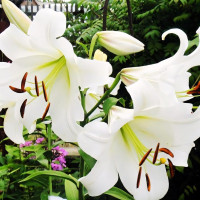 Луковицы Саженцы Лилия ОТ гибрид Pretty Women (Притти Вумен) (3шт.)