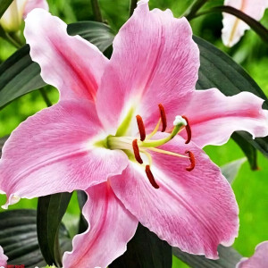  Лилия восточная Euscadi (Эускади)