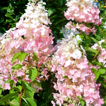 Гортензия метельчатая Confetti (Конфетти)