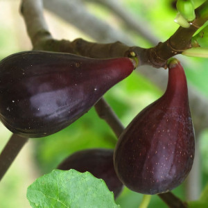 Саженцы Инжир Никитинский Ранний