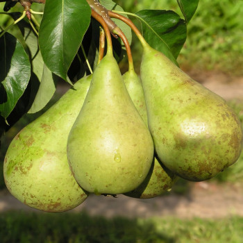 Саженцы Груша Конференция