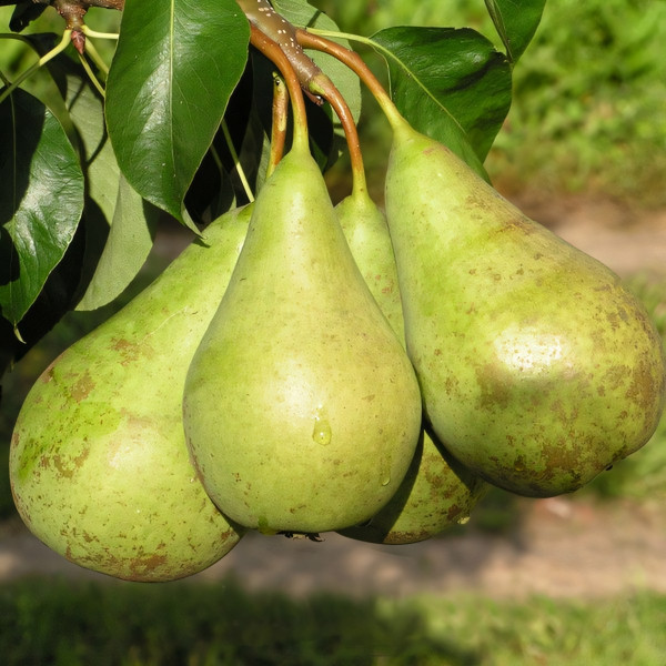 Саженцы Груша Конференция