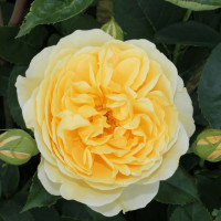 Саженцы Роза английская Пилигрим