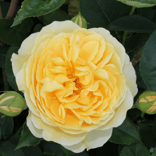 Саженцы Роза английская Пилигрим