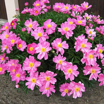 Саженцы Пион Nymphe (Нимфа)