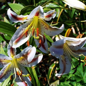  Лилия восточная Arena (Арена)