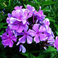 Саженцы Флокс метельчатый Вечерняя Песня