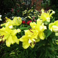 Луковицы Саженцы Лилия ОТ гибрид Exotic Sun (Экзотик Сан) (3шт.)