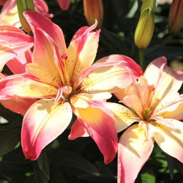 Луковицы  Лилия азиатская Delicate Joy (Деликейт Джой) (3шт.)