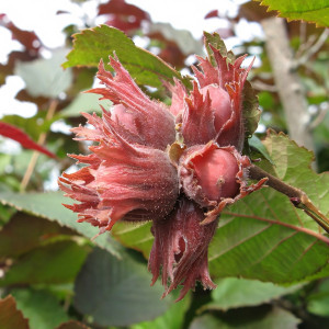 Саженцы Фундук Сахарный