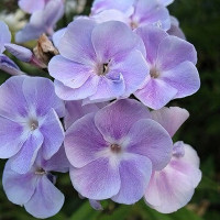 Саженцы Флокс Prospero (Просперо)