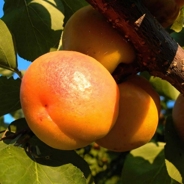 Саженцы Абрикос Шедевр