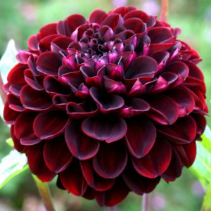 Саженцы Георгина шаровидная Dark Spirit (Дарк Спирит)