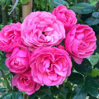 Саженцы Роза флорибунда Аллюр Винтер Джевел