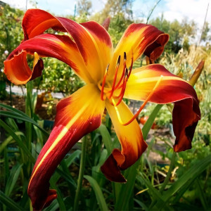 Саженцы Лилейник Thin Man (Син Мэн)