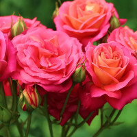 Саженцы Роза флорибунда Мидсаммер