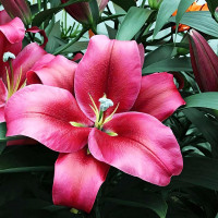 Луковицы Саженцы Лилия ОТ гибрид Red Desire (Ред Дезаер) (3шт.)