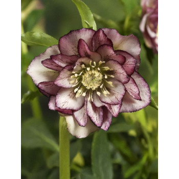 Морозник восточный Дабл Эллен Пикоти .