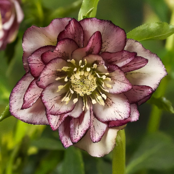 Саженец Морозник восточный Дабл Эллен Пикоти .