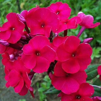 Саженцы Флокс Nadia (Надя)