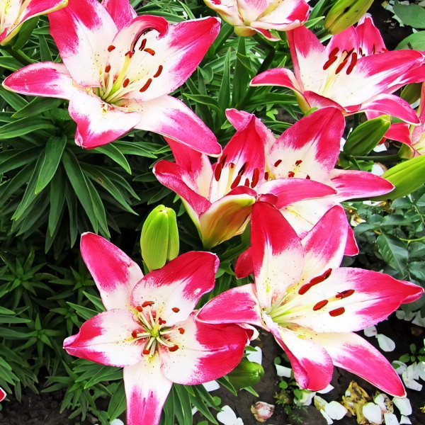 Луковицы  Лилия биколор азиатская Lollypop (Лоллипоп) (3шт.)