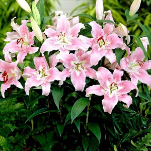  Лилия восточная Farolito (Фаролито)