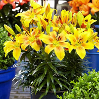 Луковицы  Лилия азиатская Golden Joy (Голден Джой) (3шт.)