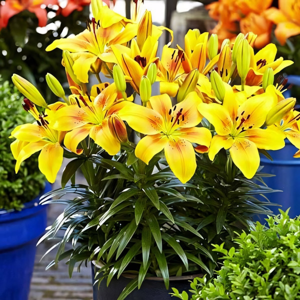 Луковицы  Лилия азиатская Golden Joy (Голден Джой) (3шт.)