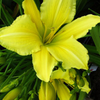 Саженцы Лилейник Andrew Christian (Андре Кристиан)