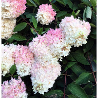 Саженец Гортензия метельчатая Grandiflora