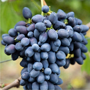 Саженцы Виноград Надежда Азос