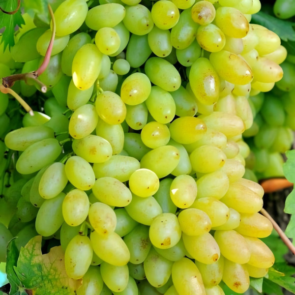 Саженцы Виноград кишмиш Столетие
