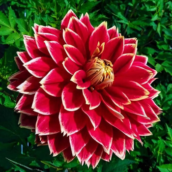 Саженцы Георгина декоративная Dutch Carnaval (Датч Карнавал)