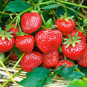 Клубника (крупноплодная) Сударушка 5 шт. в упаковке