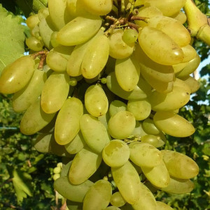 Саженцы Виноград Тимур