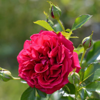 Саженцы Роза английская Кинг Артур