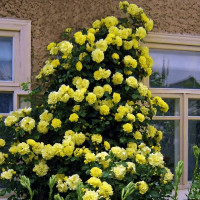 Саженцы Роза плетистая Голдштерн