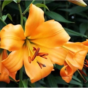  Лилия ОТ гибрид Orange Space (Оранж Спэйс)