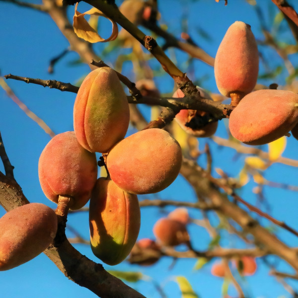 Саженцы Миндаль Прибрежный