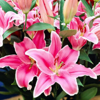 Луковицы  Лилия восточная Marlon (Марлон) (3шт.)