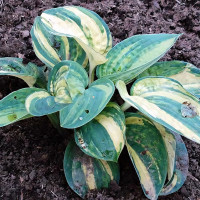 Саженцы Хоста Ice Age Trail (Айс Эйдж Трэил) М