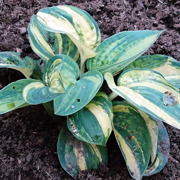 Саженцы Хоста Ice Age Trail (Айс Эйдж Трэил) М