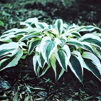 Саженцы Хоста гибридная Lakeside Dragonfly (Лейксайд Дрэгонфлай) М