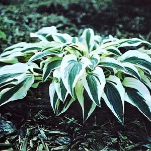 Саженцы Хоста гибридная Lakeside Dragonfly (Лейксайд Дрэгонфлай) М