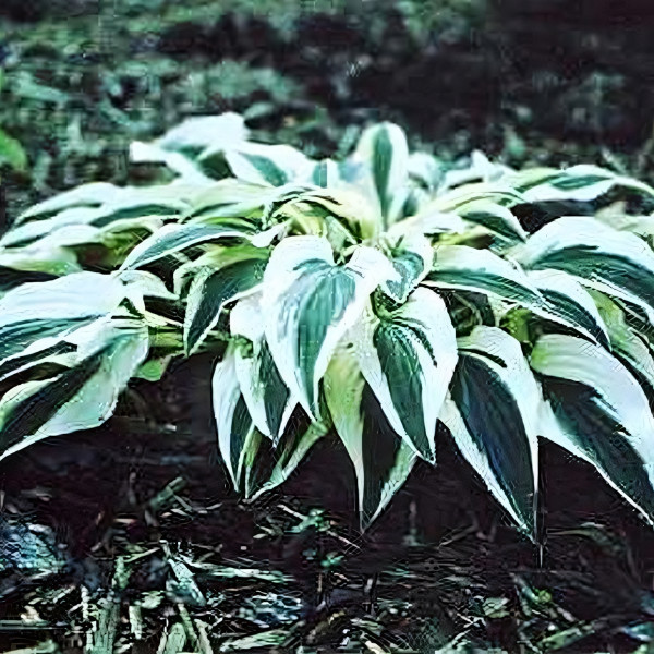 Саженцы Хоста гибридная Lakeside Dragonfly (Лейксайд Дрэгонфлай) М