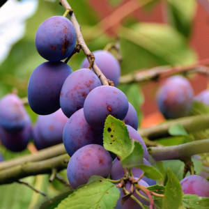 Саженцы Слива Фиолетовая